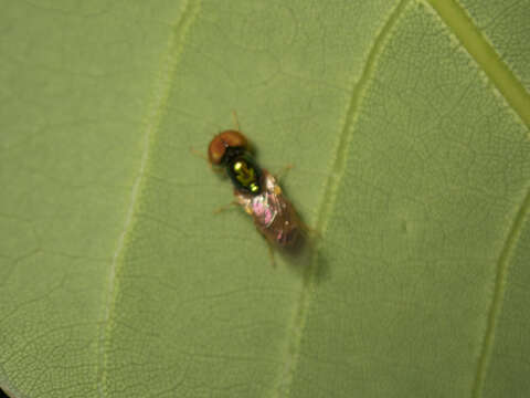 Image of Soldier fly