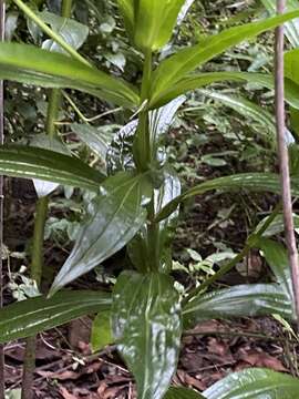 Image de Ixanthus viscosus (Ait.) Griseb.