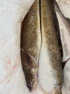 Image of White hake