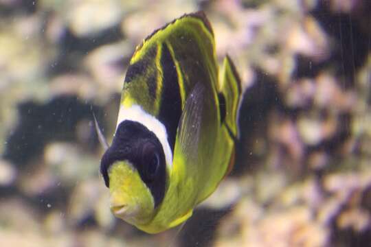 Image of Halfmoon Butterflyfish