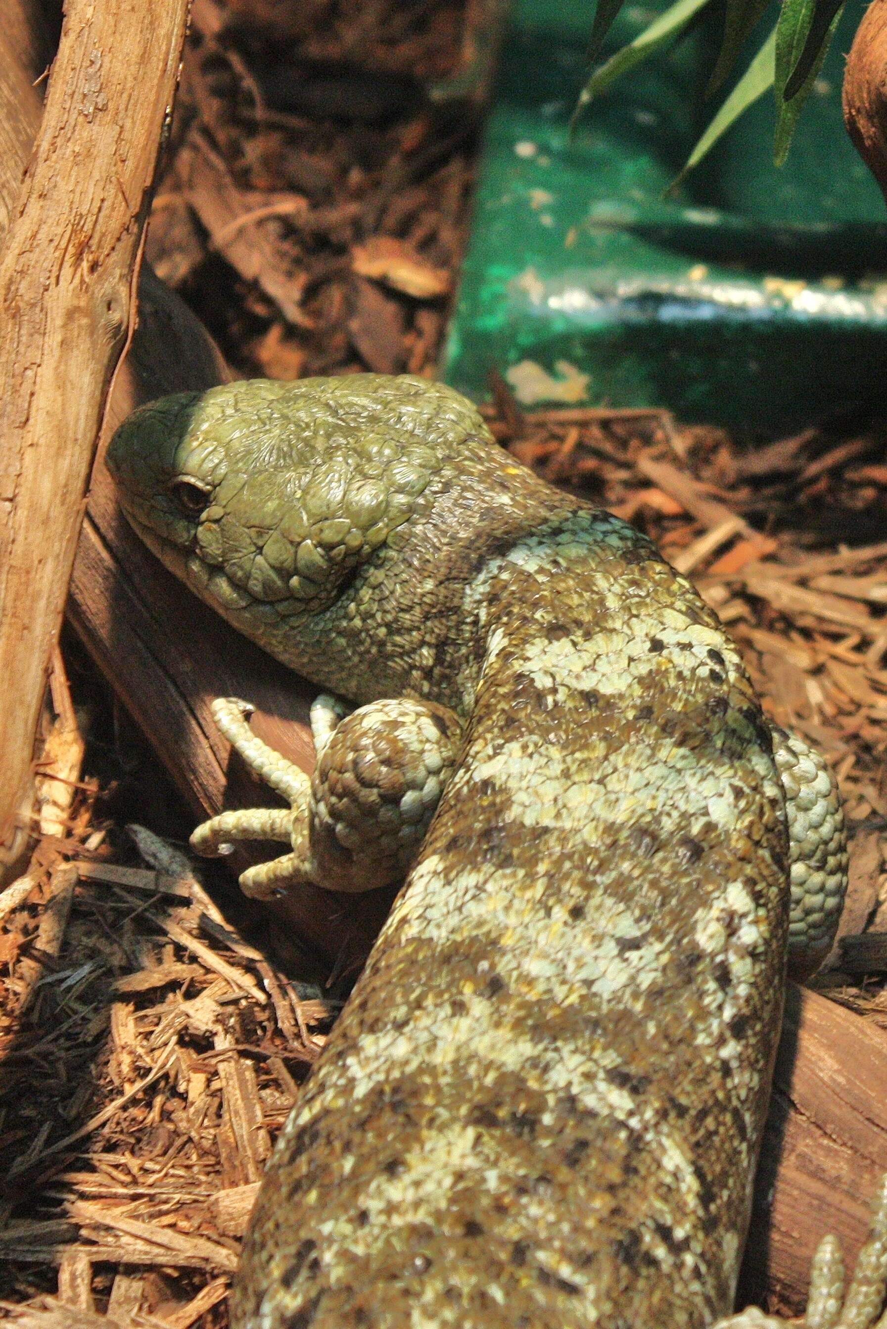 Image of Solomon Island skinks