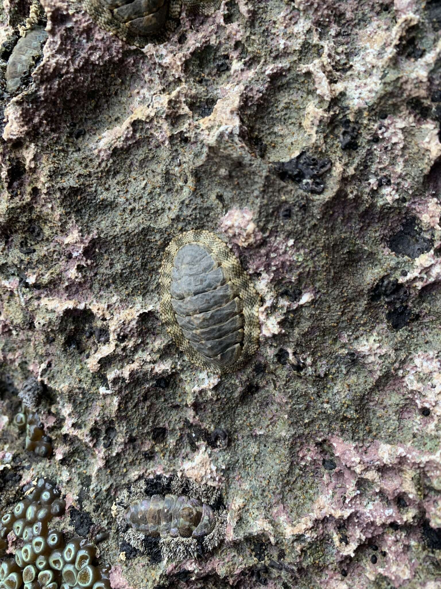 Image of marbled chiton