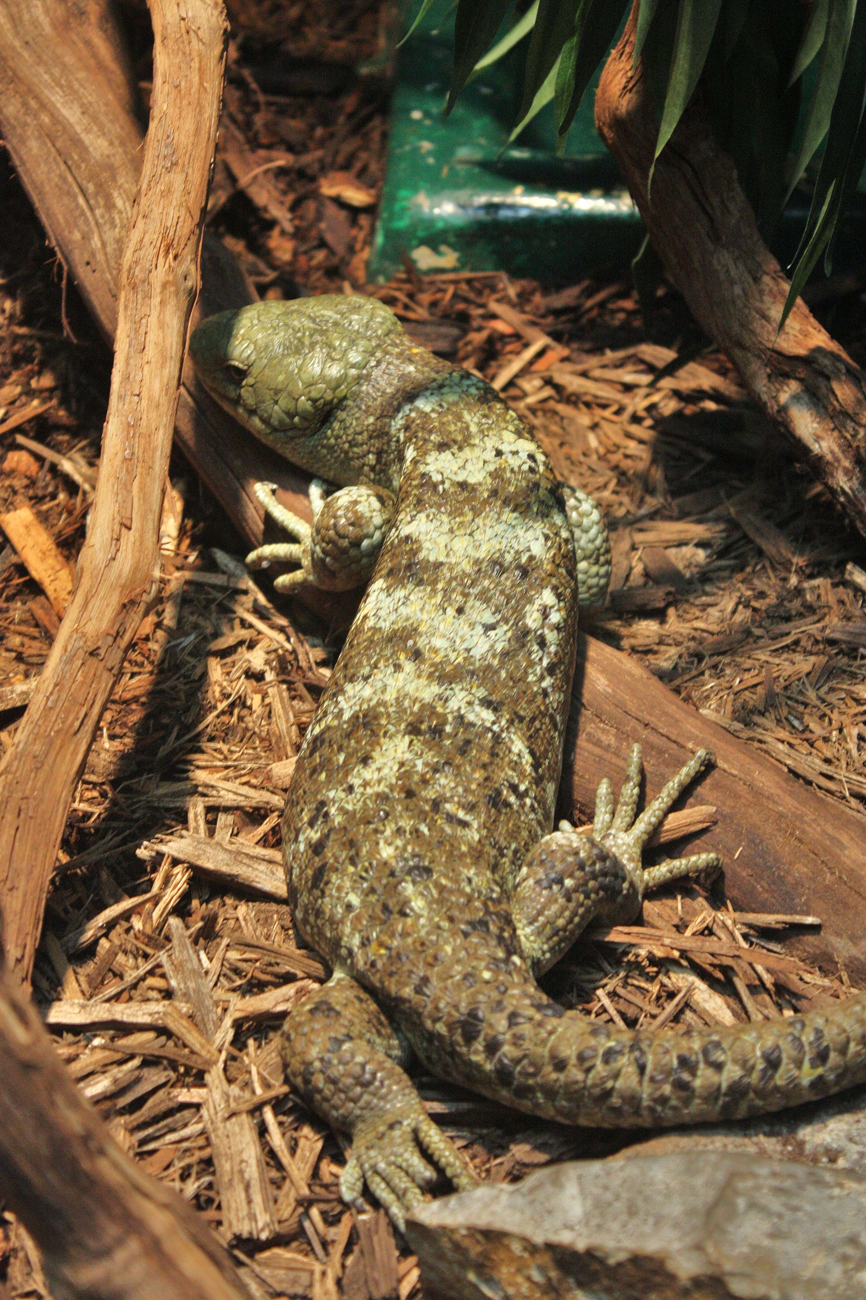 Image of Solomon Island skinks