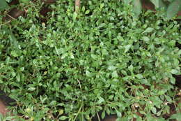 Image of sessile joyweed