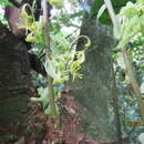 Cycnoches egertonianum Bateman的圖片