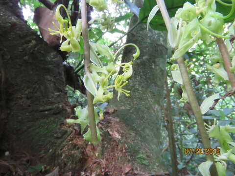 Cycnoches egertonianum Bateman的圖片