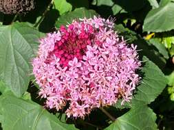 Imagem de Clerodendrum bungei Steud.