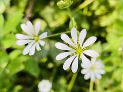 Image of Stellaria chilensis T. M. Pedersen