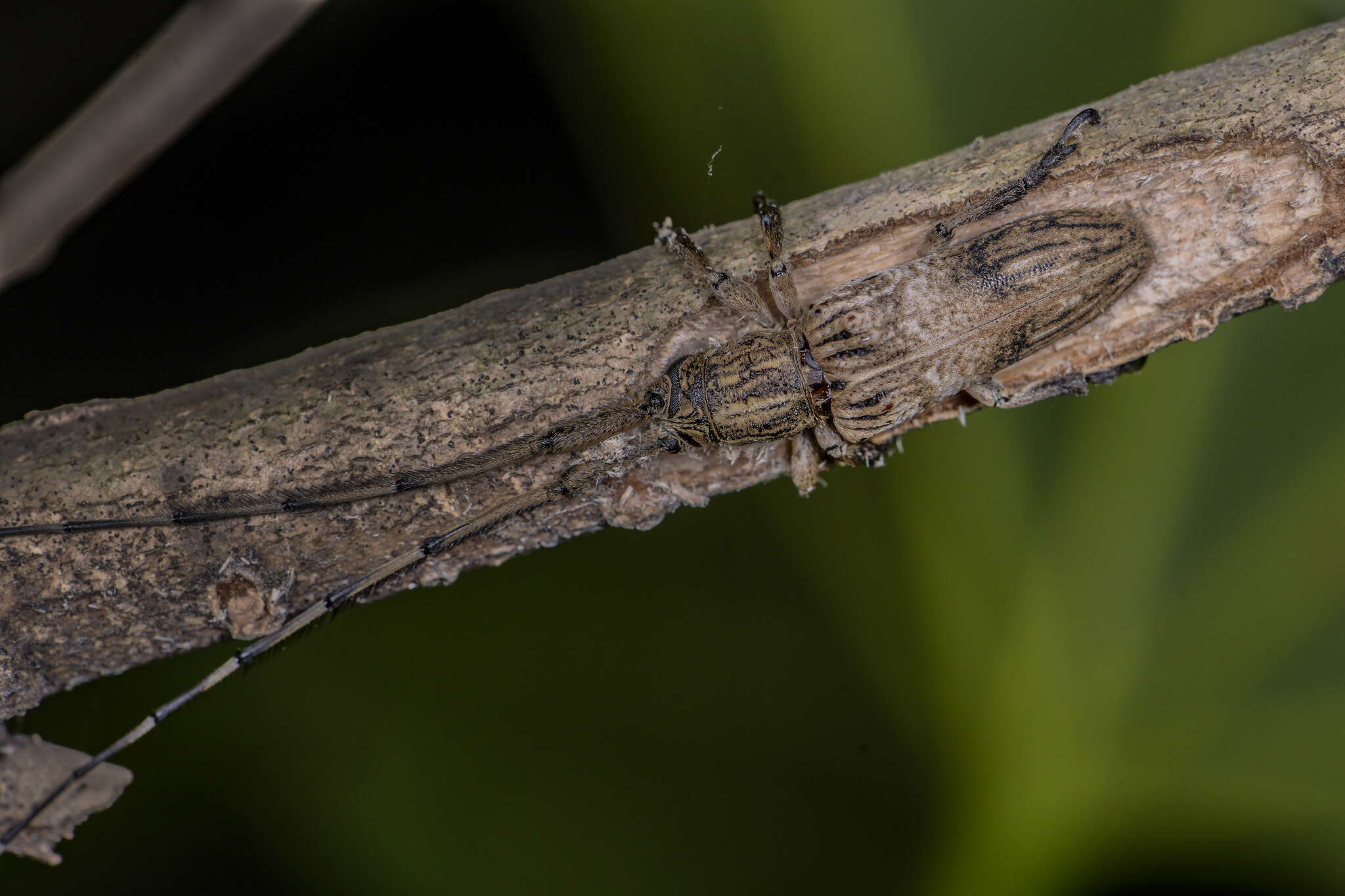 Imagem de Aulaconotus pachypezoides Thomson 1864