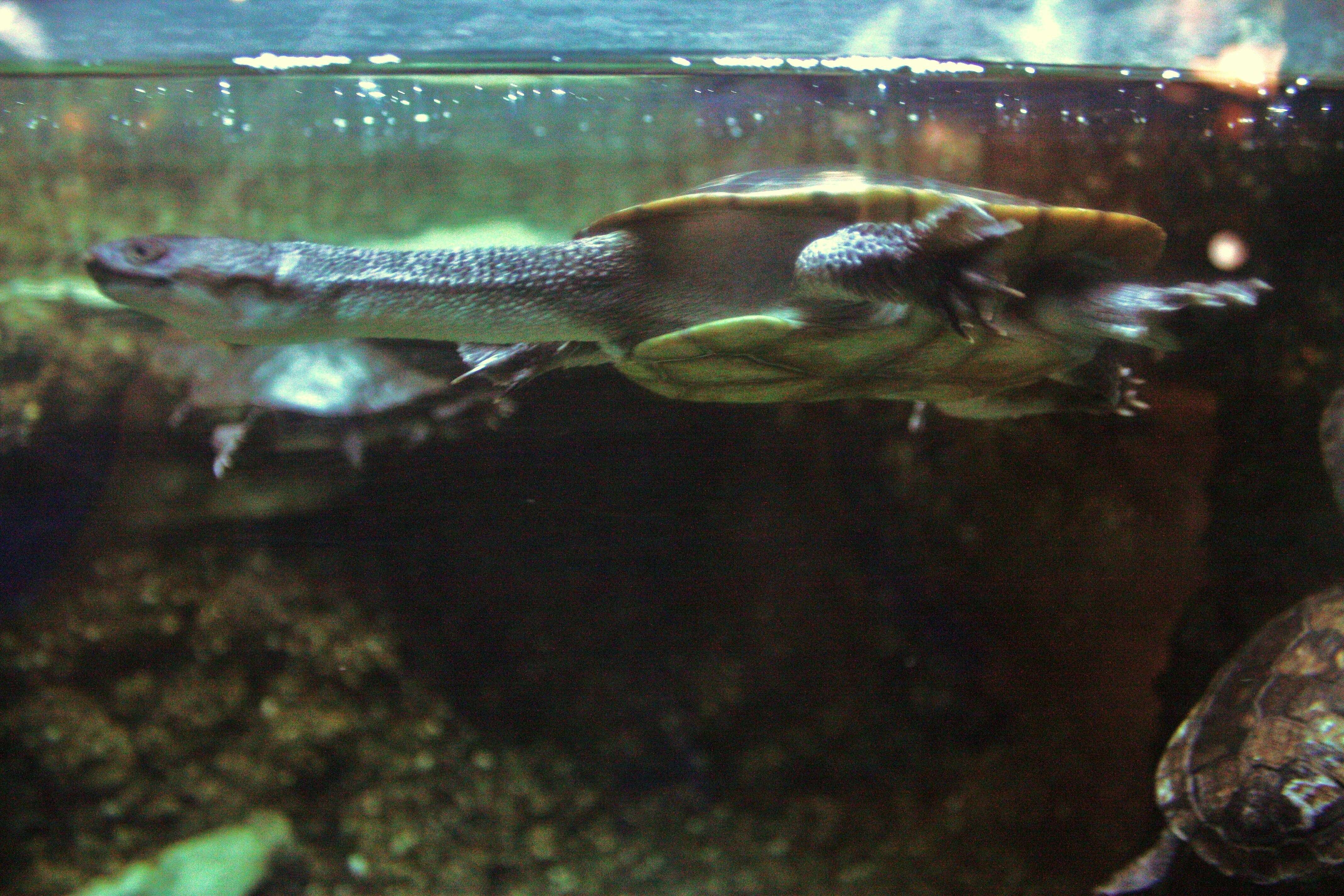 Image of Roti Island Snake-necked Turtle