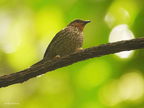 Image of Red-headed Flower-pecker