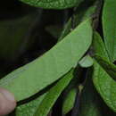 Image of Petrea bracteata Steud.