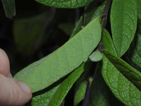 Imagem de Petrea bracteata Steud.