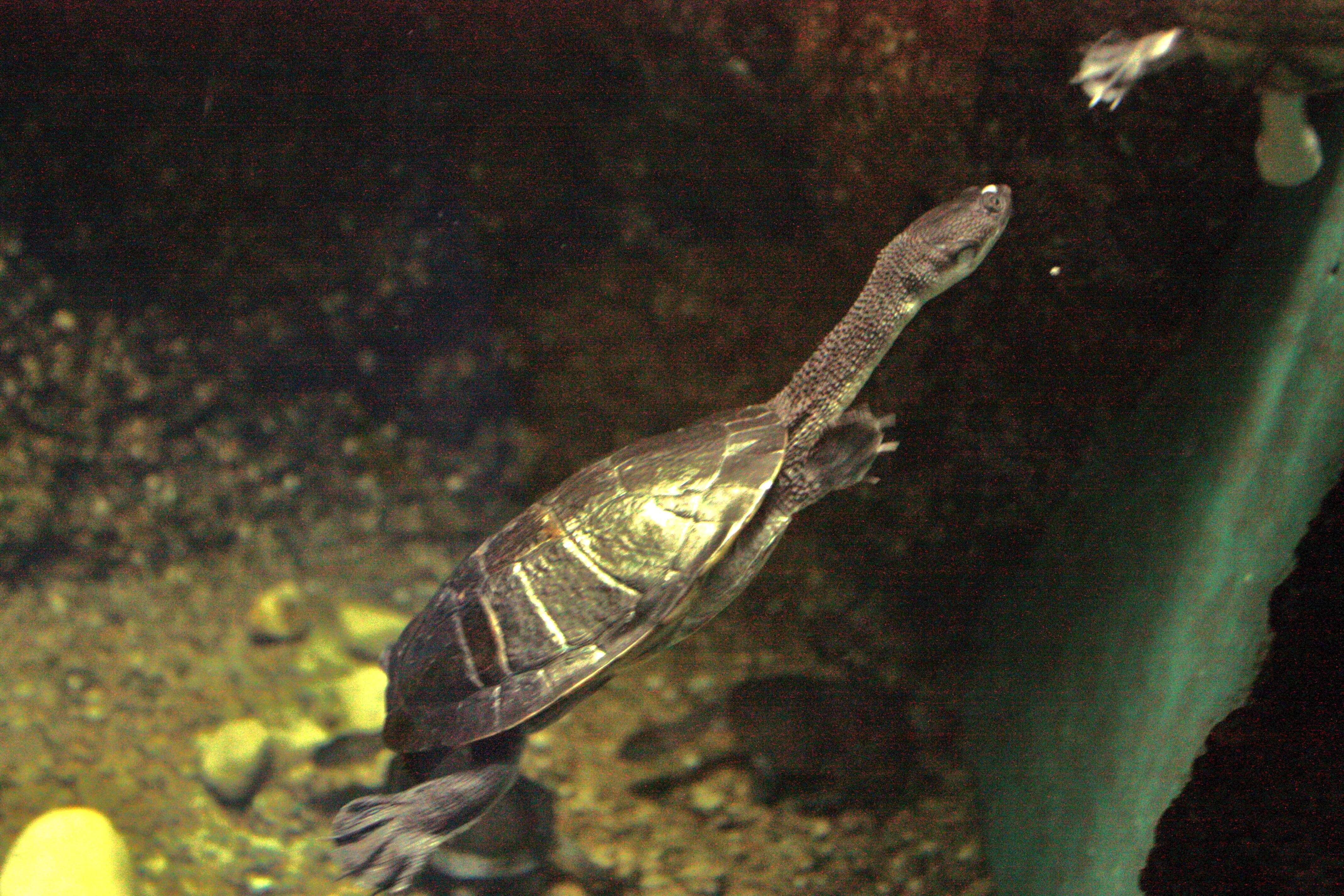 Image of Roti Island Snake-necked Turtle