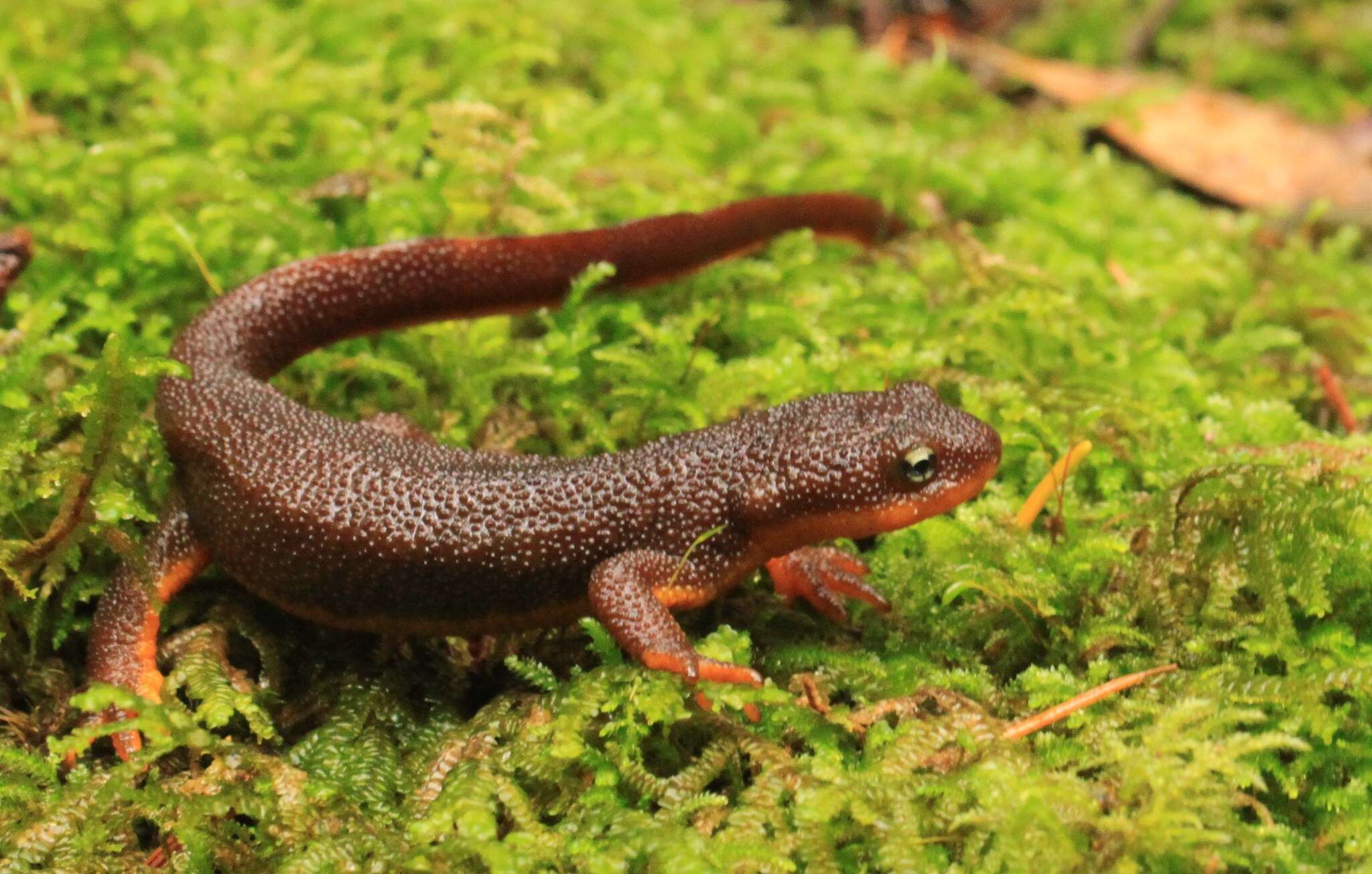 Image of Taricha granulosa (Skilton 1849)