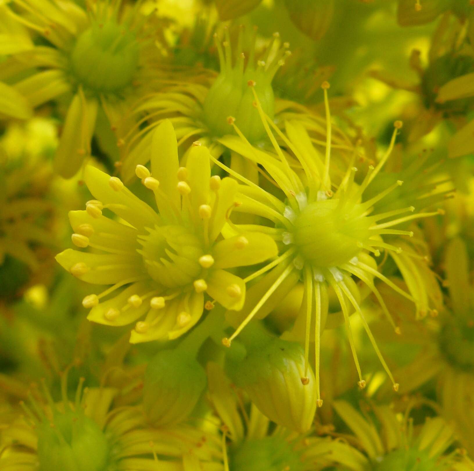 Image of saucer-plant