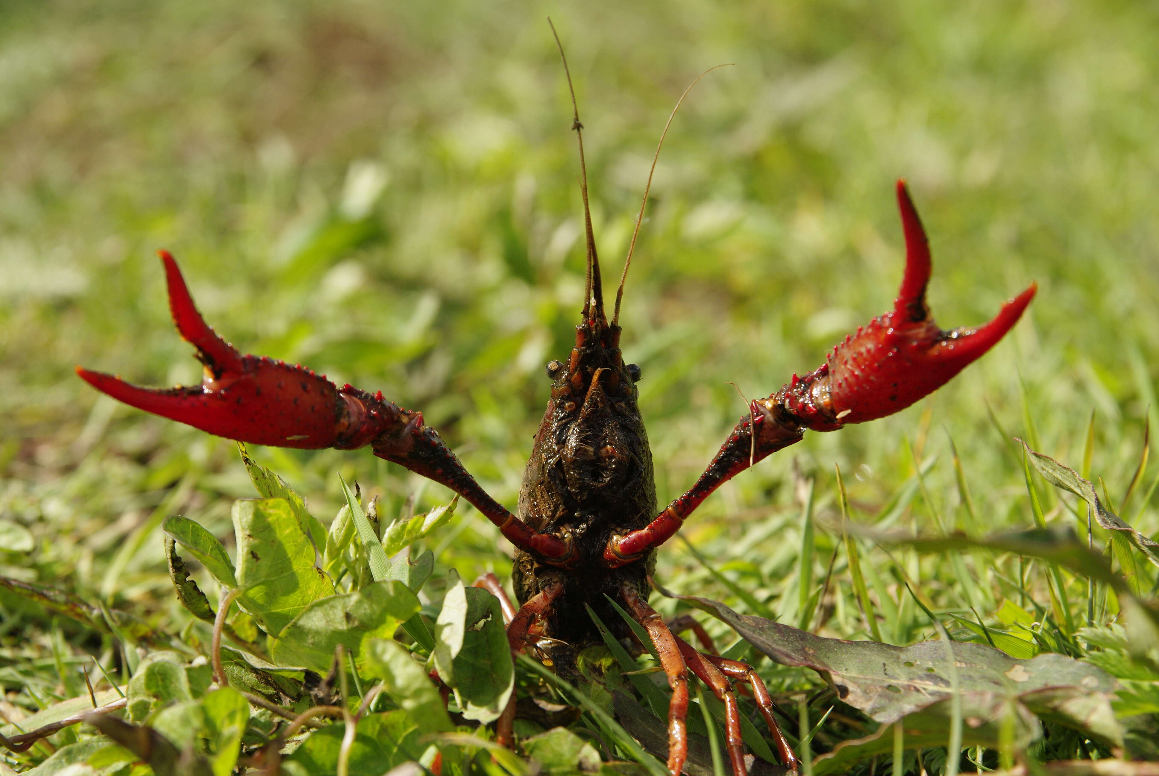 Imagem de Procambarus clarkii