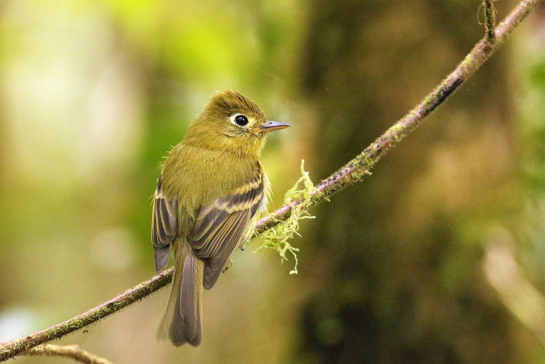 Image of Yellowish Flycatcher