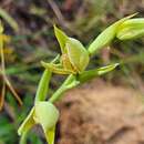 Imagem de Calochilus robertsonii Benth.