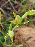 Calochilus robertsonii Benth.的圖片