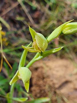 Calochilus robertsonii Benth.的圖片