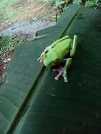 Image of blue-sided leaf frog