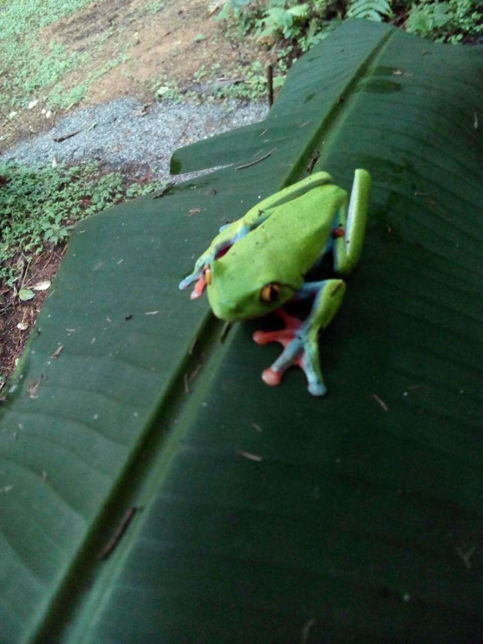 Image of blue-sided leaf frog