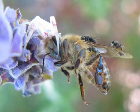 Image of freeloader flies