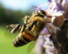 Image of freeloader flies