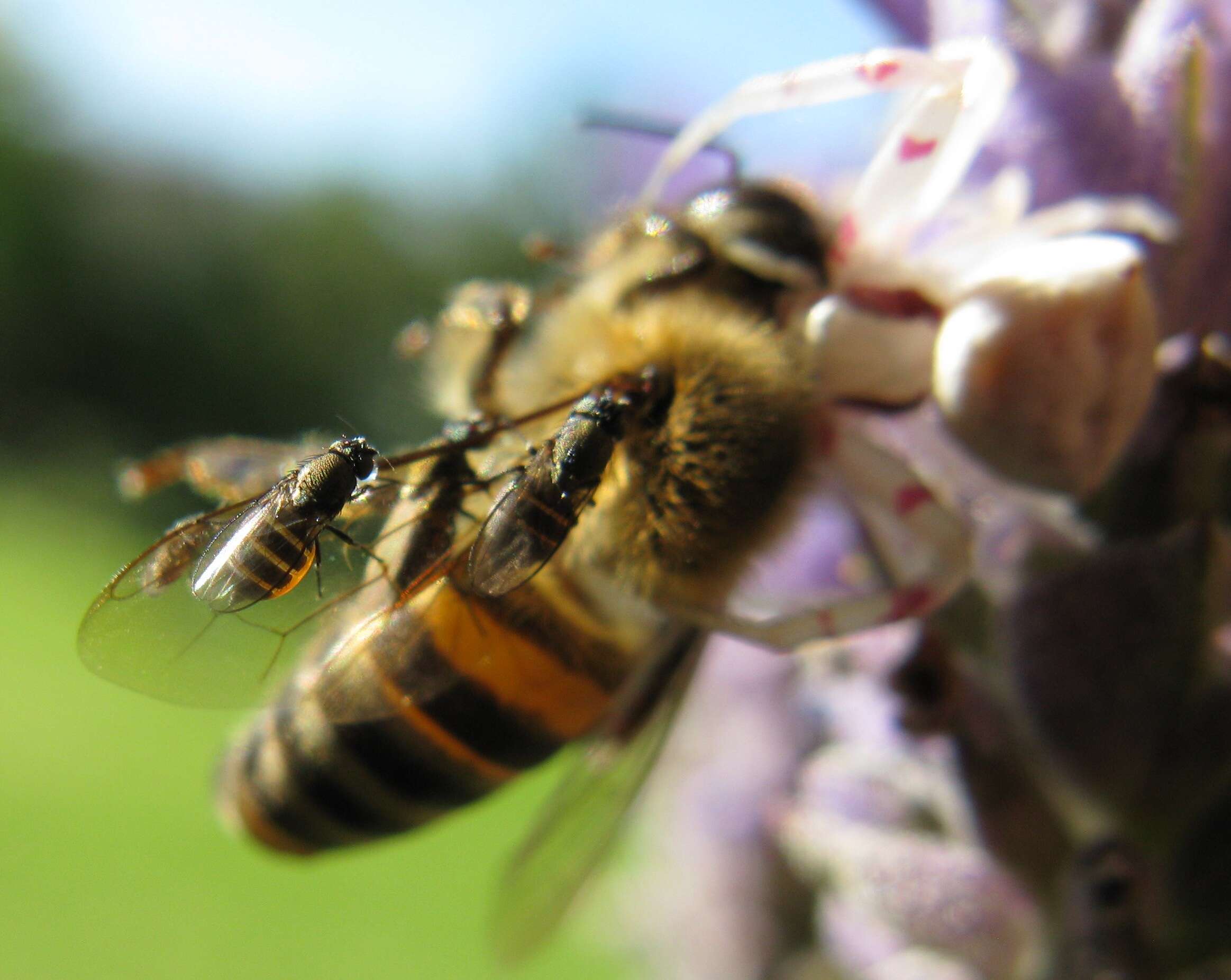 Image of freeloader flies