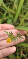 Image of Chrysanthellum indicum DC.