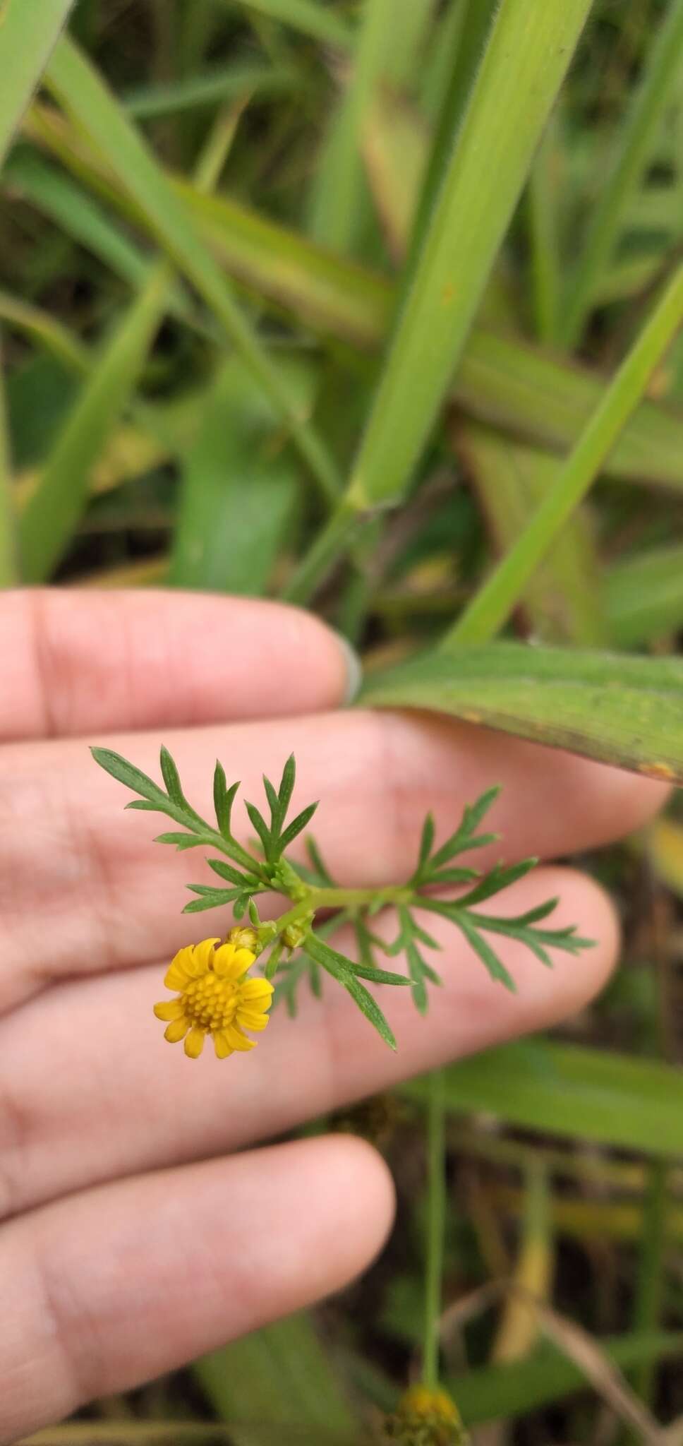 Plancia ëd Chrysanthellum indicum DC.