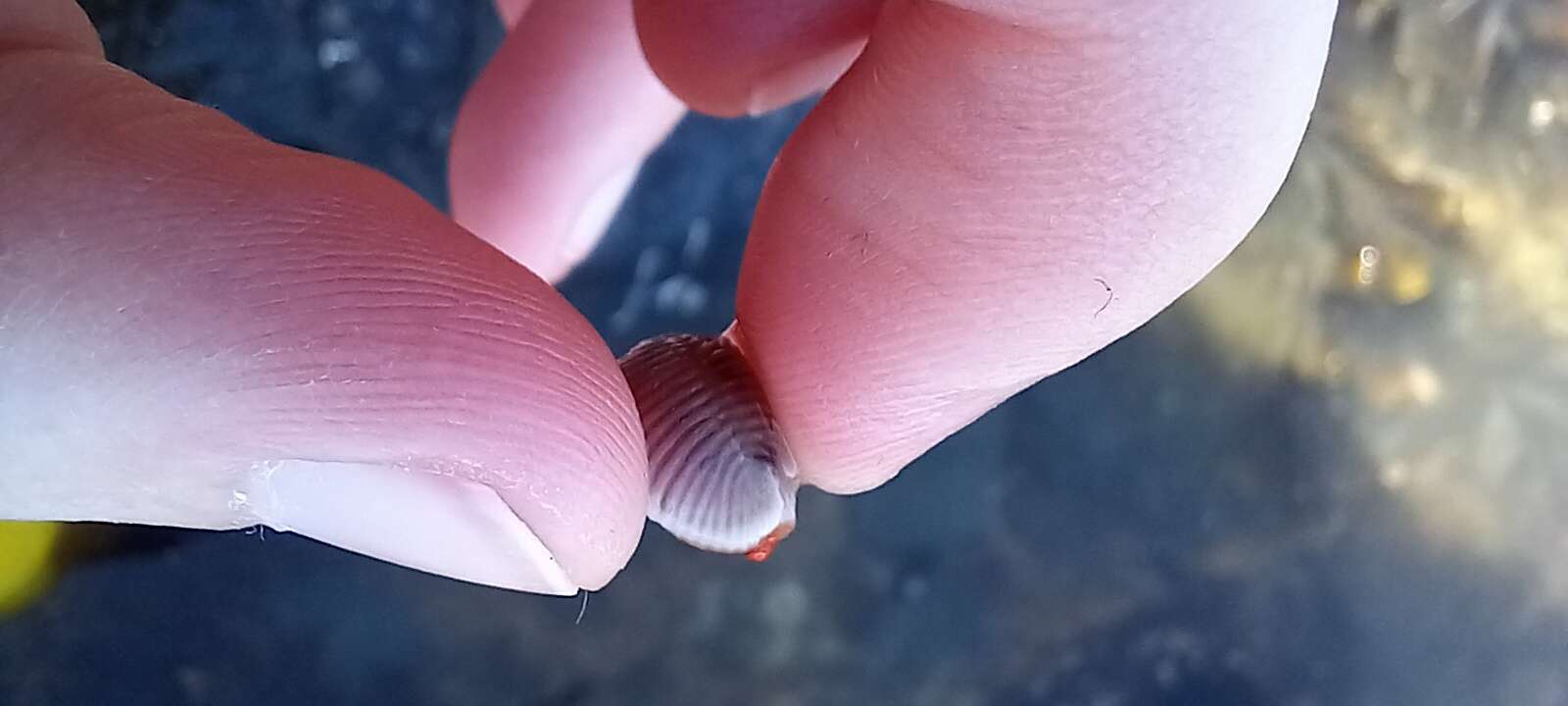 Image of European cowrie