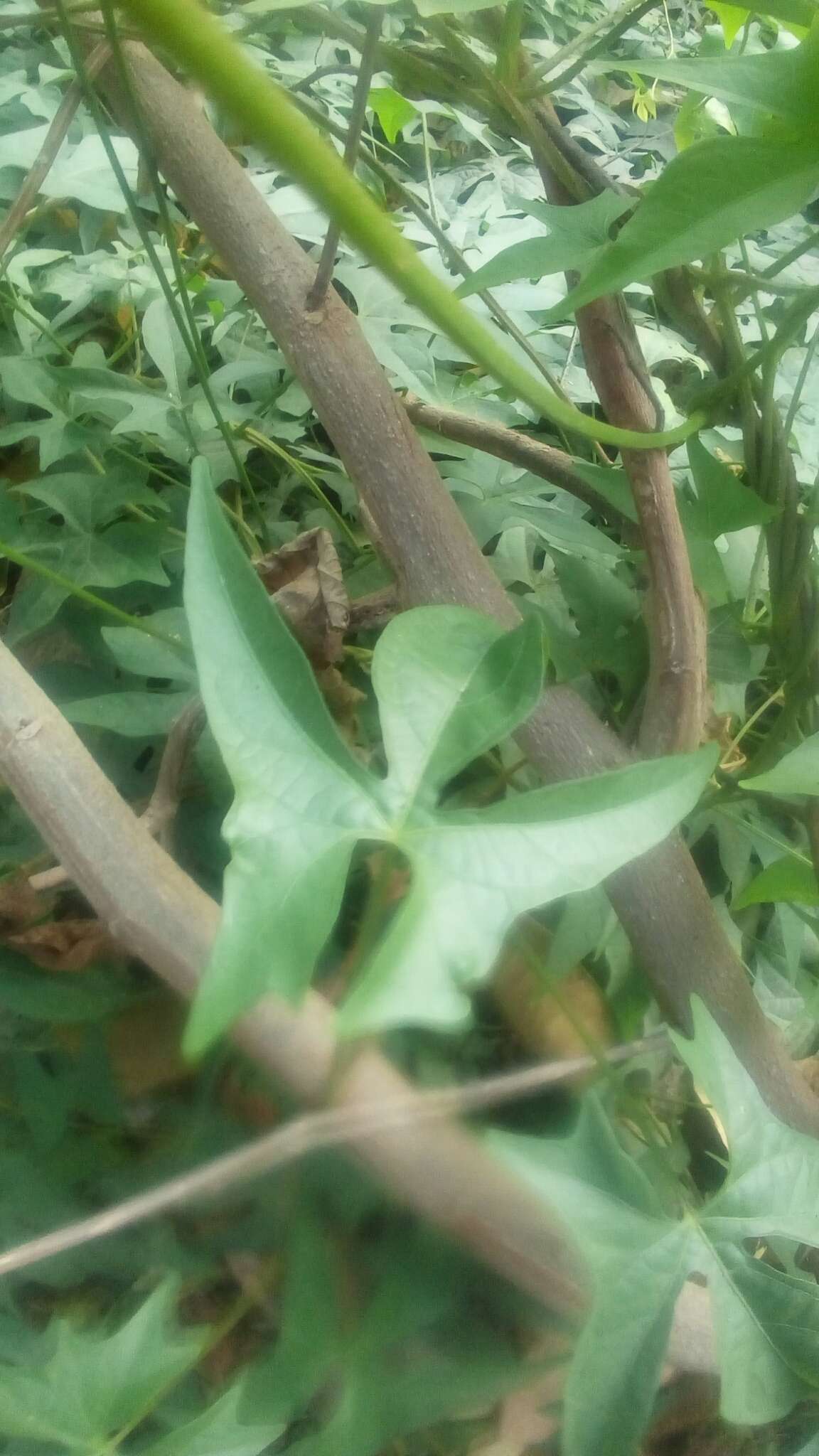 Image of Ipomoea neei (Spreng.) O'Donell