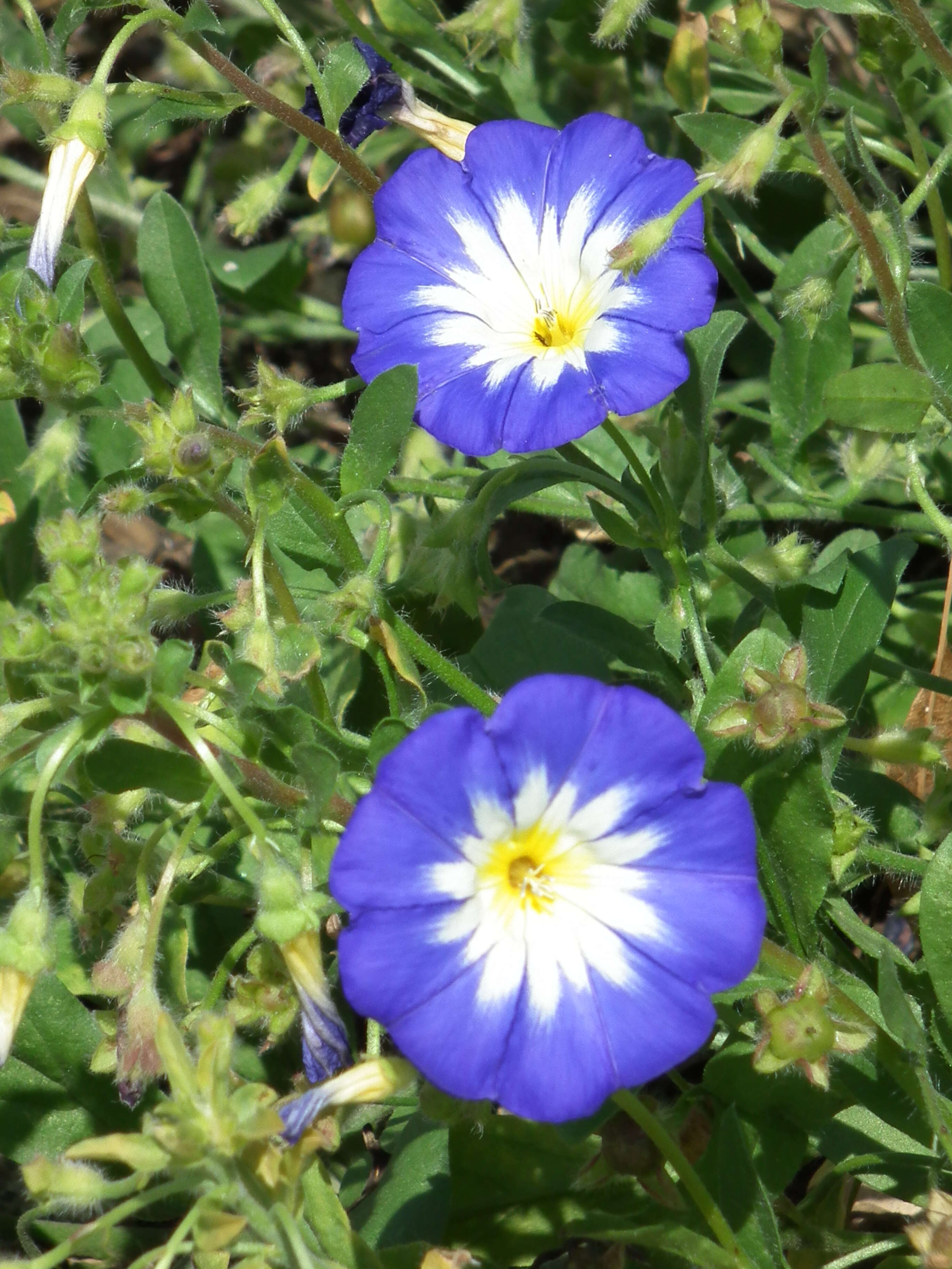 Image of Dwarf Morning Glory