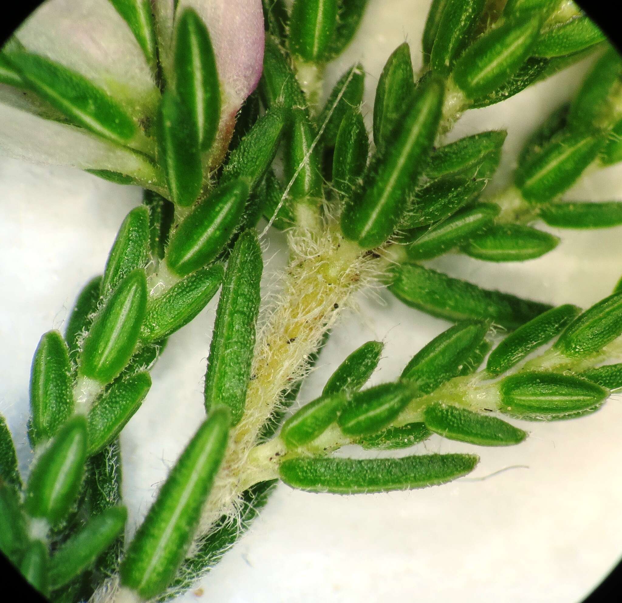 Image of Erica ecklonii E. G. H. Oliver