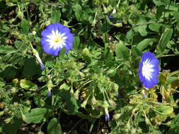 Image of Dwarf Morning Glory