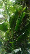 Image of Monstera standleyana G. S. Bunting