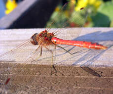 Image of Common Darter