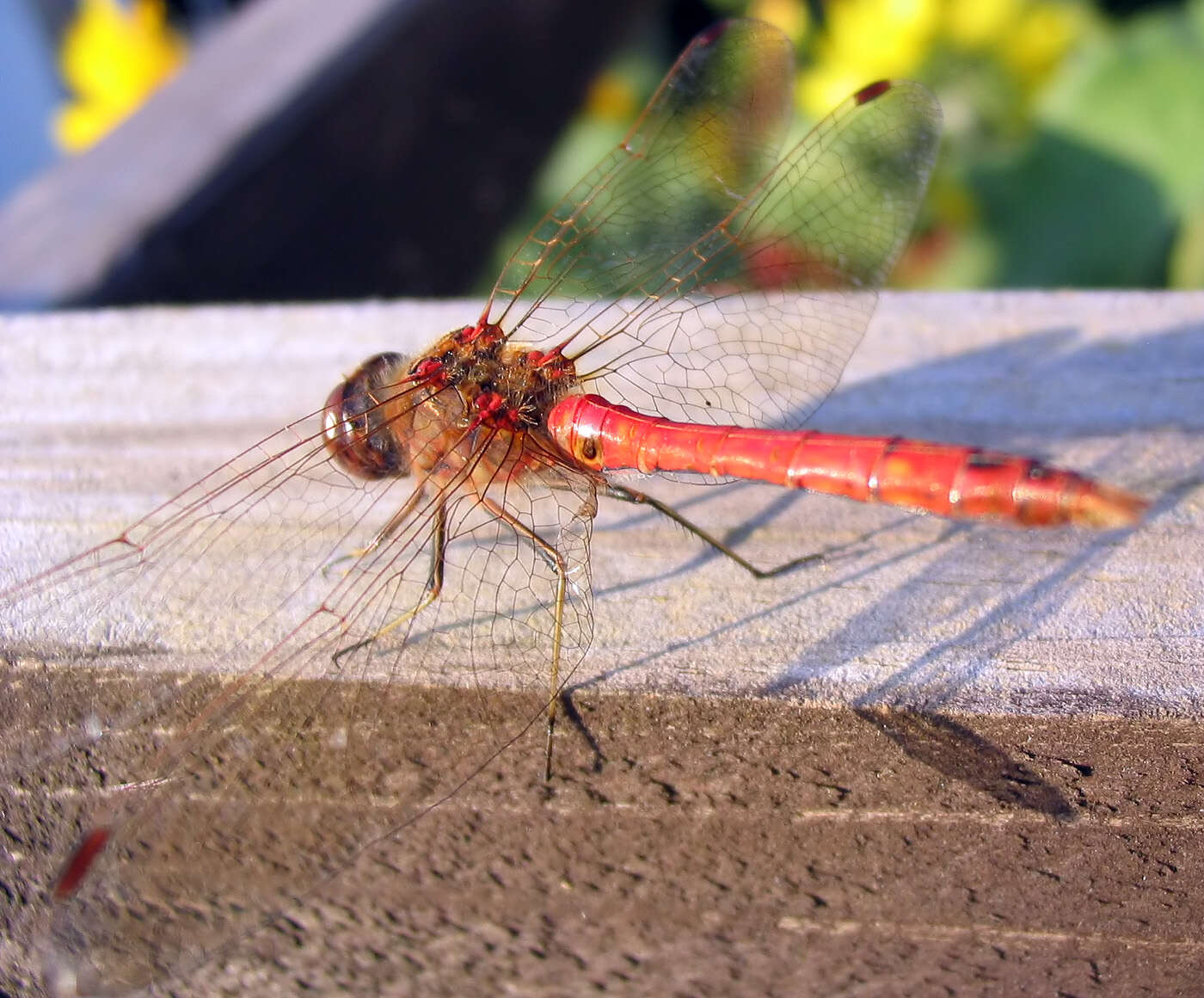 Image of Common Darter