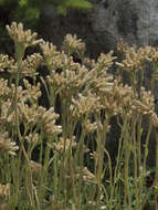 صورة Antennaria howellii subsp. neodioica (Greene) R. J. Bayer