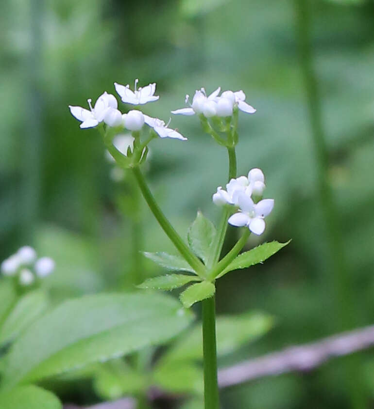 Galium japonicum Makino resmi