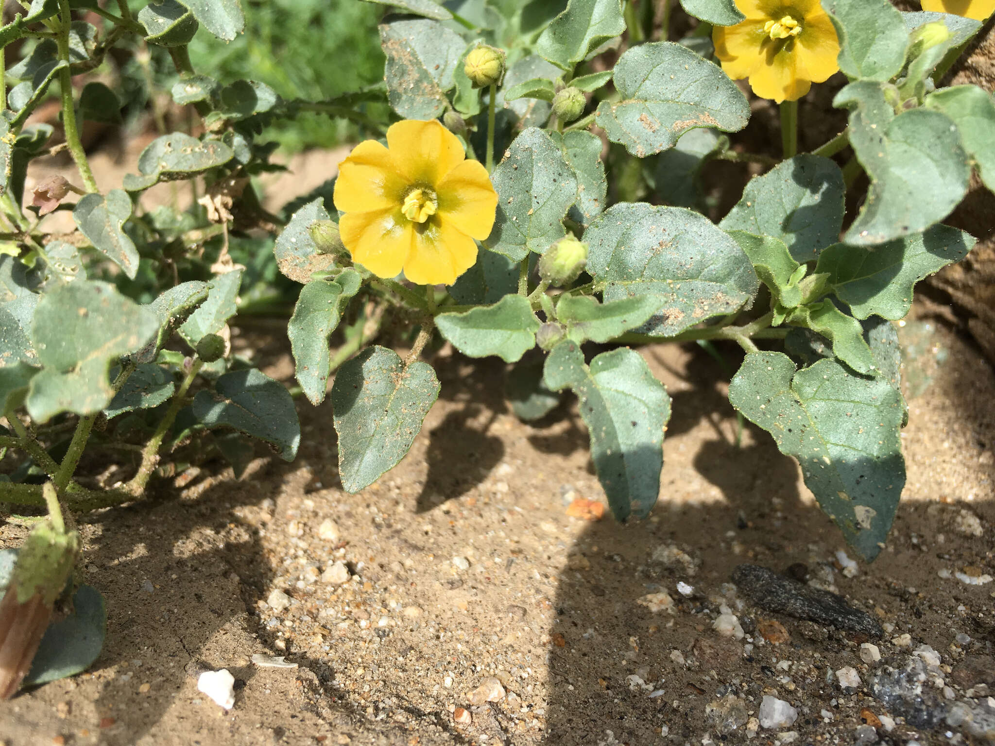 Image of yellow nightshade groundcherry