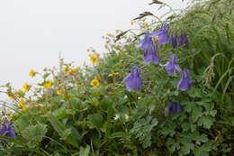 Image of fan columbine