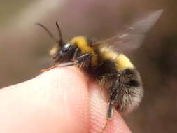 Image of Bombus magnus Vogt 1911