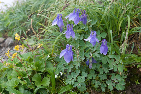 Image of fan columbine