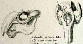 Image of Dugonginae Gray 1821