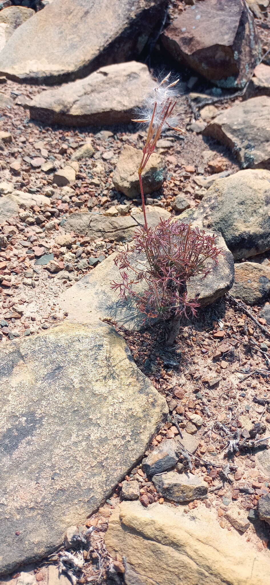 Image of Pelargonium aridum R. A. Dyer