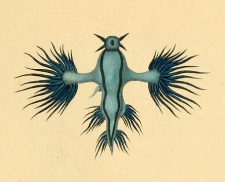 Image of B