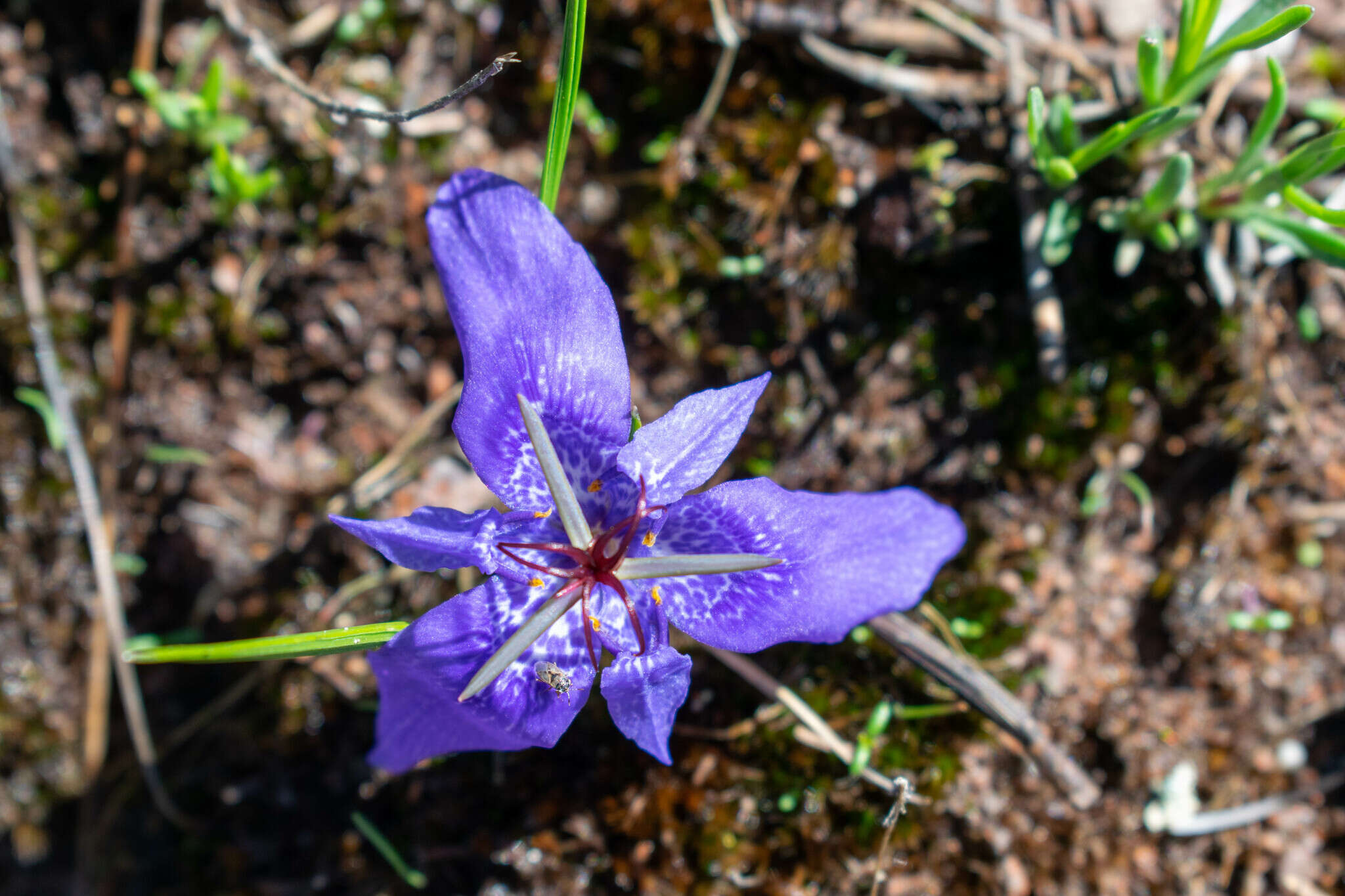 Image of Tigridia durangensis Molseed ex Cruden